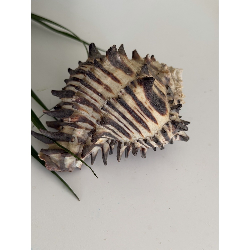 Vintage 4" Black Murex Shell Hexaplex Radix Spiny Sea Shell Beach Decor Craft